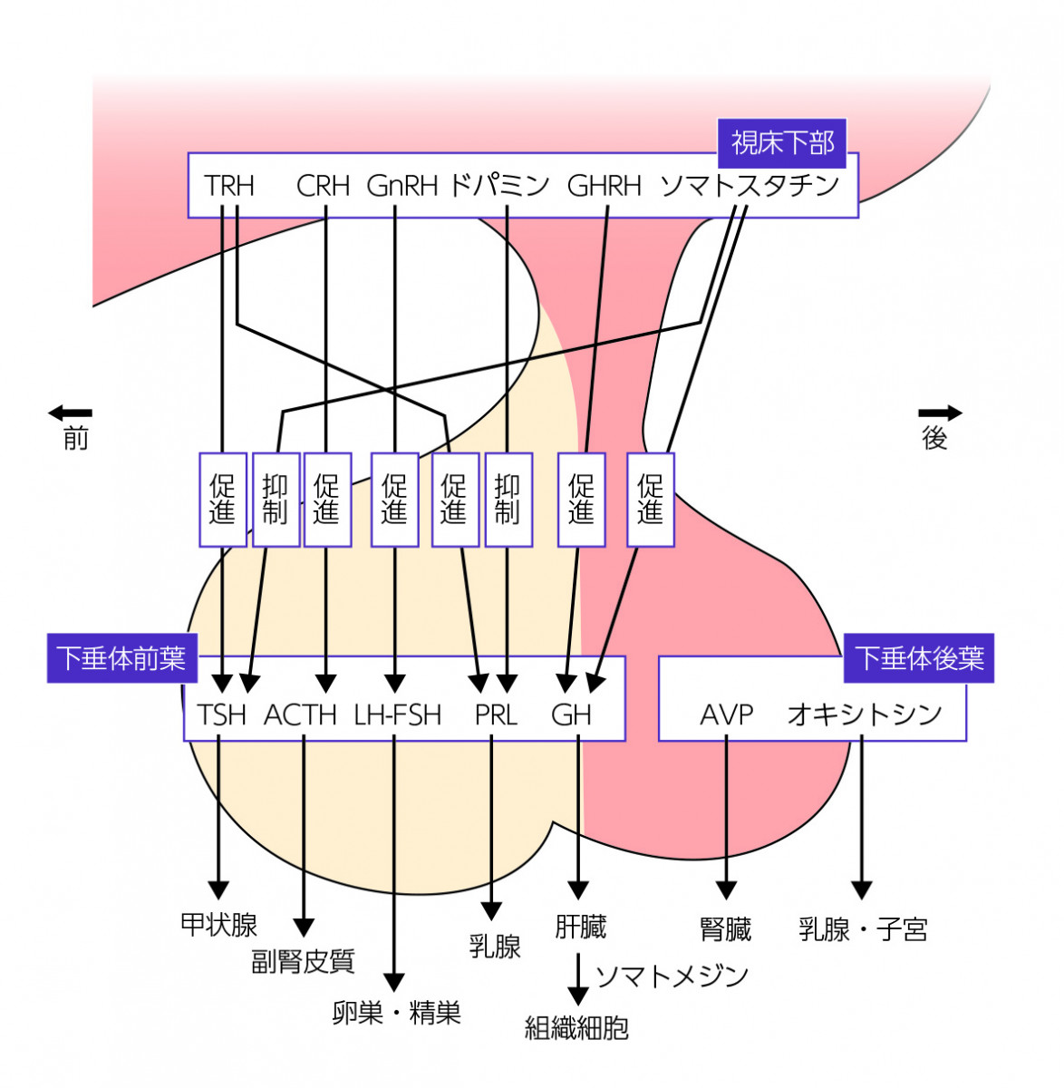 内分泌専門医に絶対合格したい人のための問題集 第2版 ─ 電子版